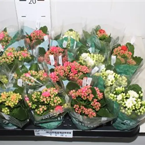 Kalanchoe Gef. mix Schnapch. Von Uhr T07 H015