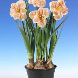 Narzisse Gef. apricot T13 H020