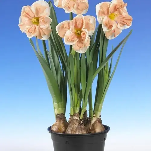 Narzisse Gef. apricot T13 H020