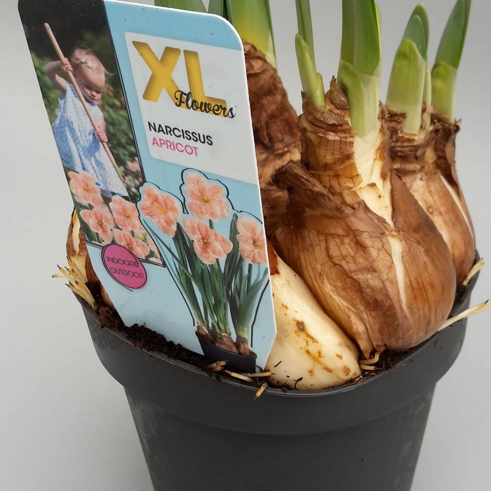 Narzisse Gef. apricot T13 H020