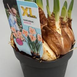 Narzisse Gef. apricot T13 H020