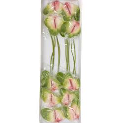 Anthurium grün/rosa Zafira Blüte 9cm