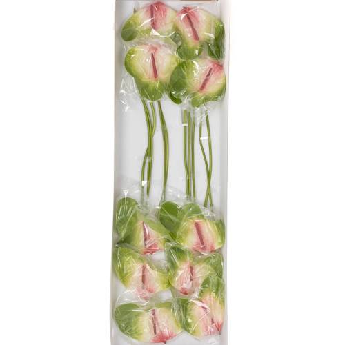 Anthurium grün/rosa Zafira Blüte 9cm