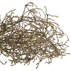 Magnolia rosa Zweigen 140cm