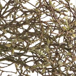 Magnolia rosa Zweigen 140cm