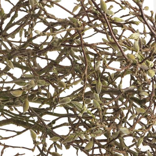 Magnolia rosa Zweigen 140cm