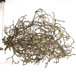 Magnolia rosa Zweigen 140cm