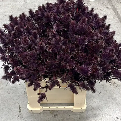 Distel lila aubergine Supernova Questar gefärbt 60cm