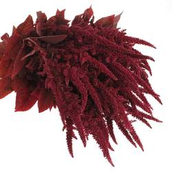 Amaranthus stehend weinrot Velvet 80cm