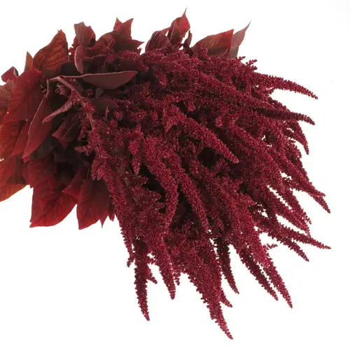 Amaranthus stehend weinrot Velvet 80cm