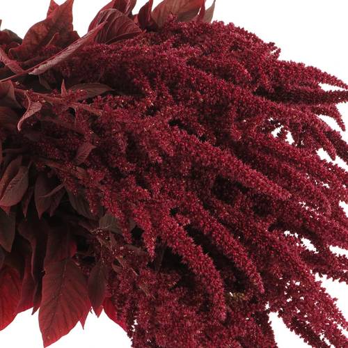 Amaranthus stehend weinrot Velvet 80cm