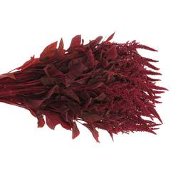 Amaranthus stehend weinrot Velvet 80cm