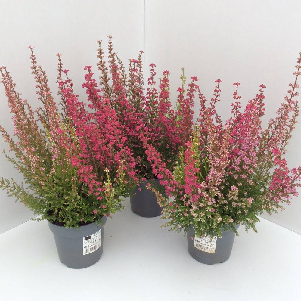 Erica Graciles Trio T12 H030