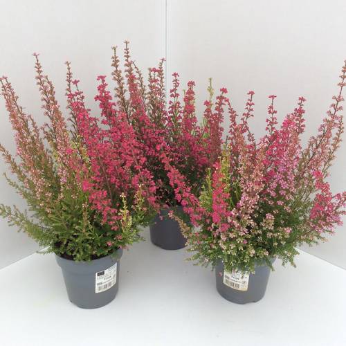 Erica Graciles Trio T12 H030