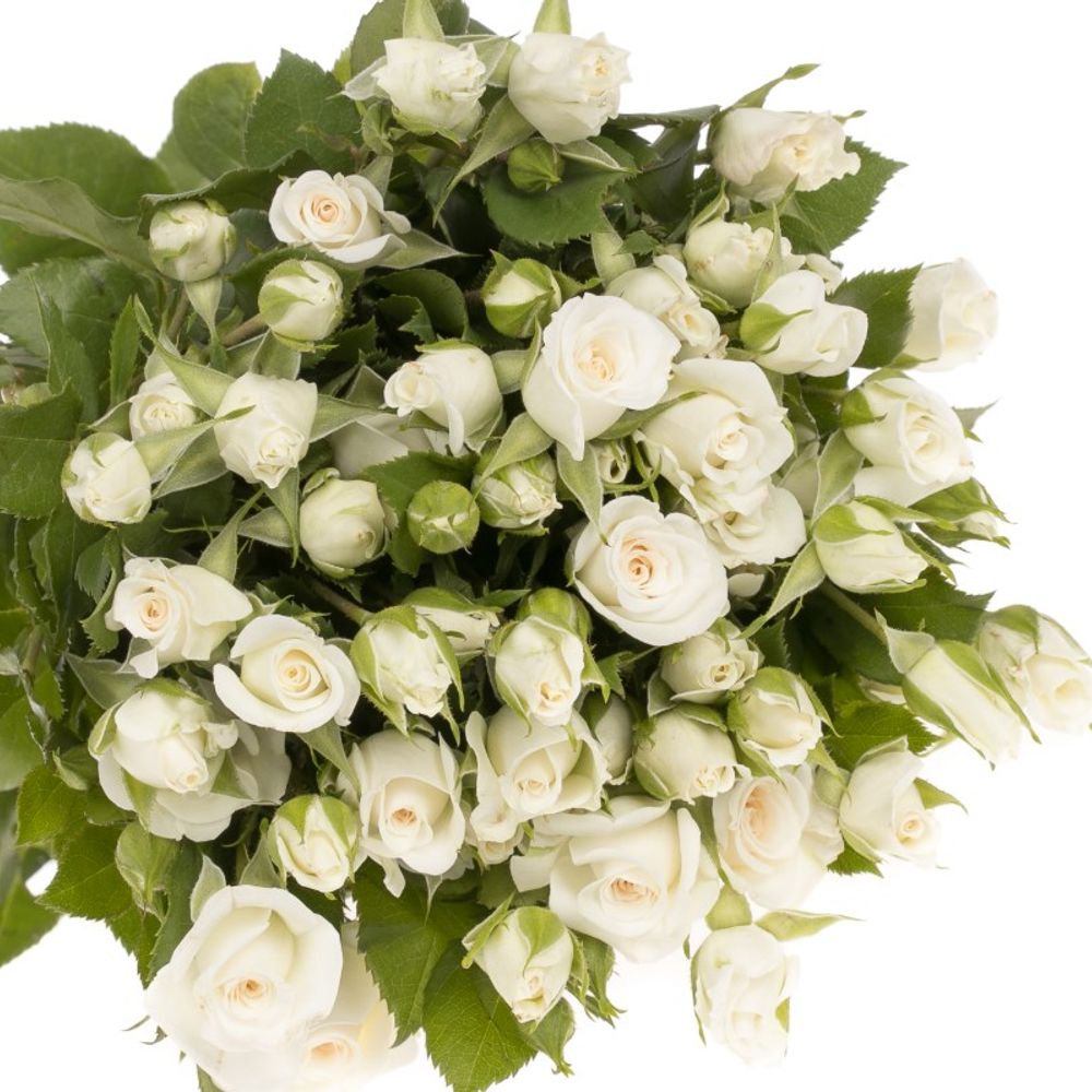 Rose verzweigt weiss Jeanine 5+Blüte 50cm