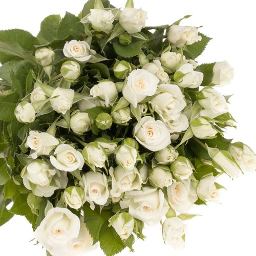Rose verzweigt weiss Jeanine 5+Blüte 50cm