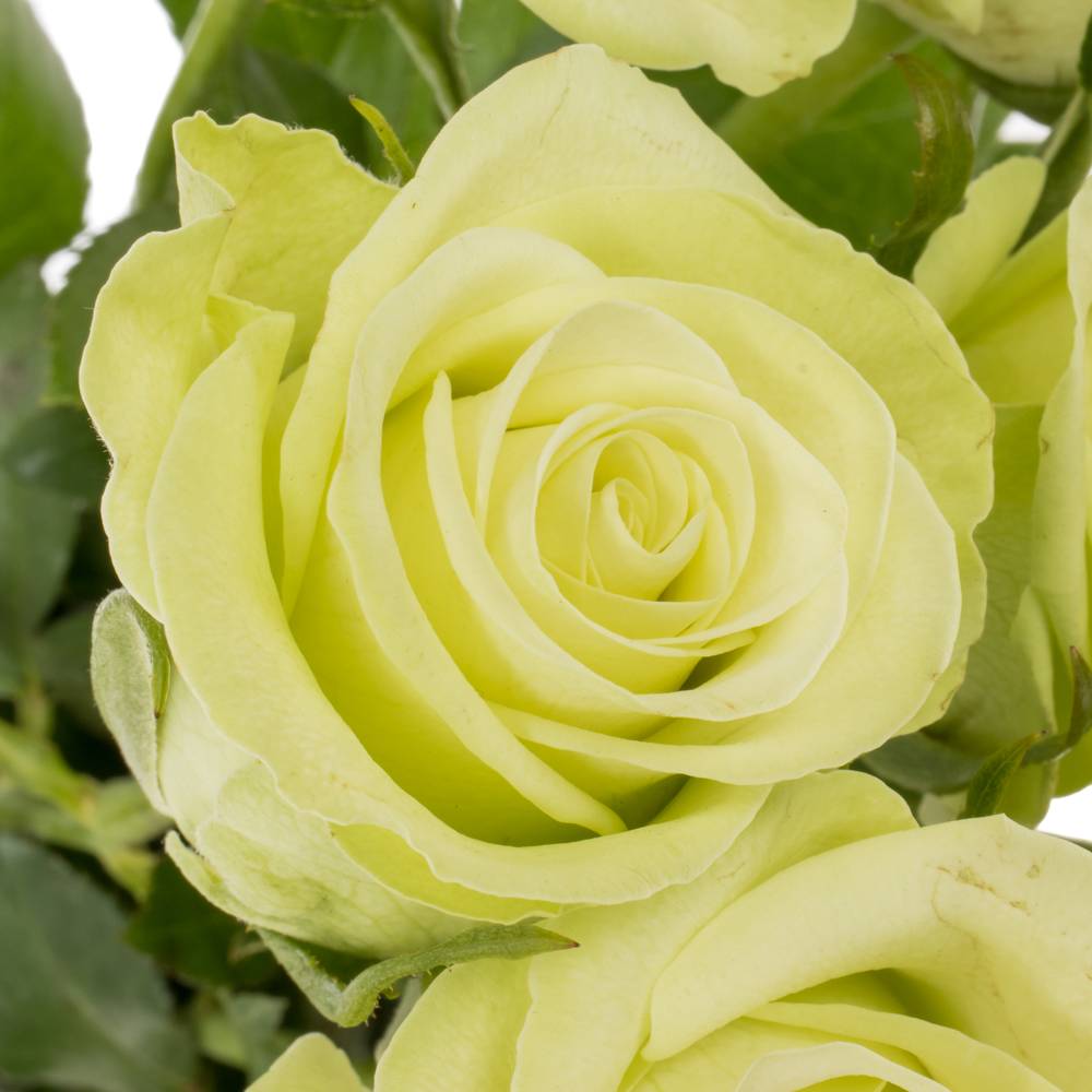 Rose hell grün Noelle 50cm Fairtrade