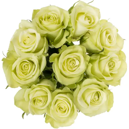 Rose hell grün Noelle 50cm Fairtrade