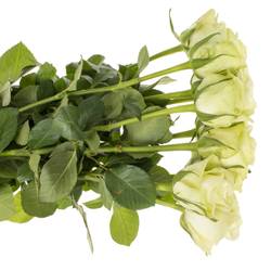 Rose hell grün Noelle 50cm Fairtrade