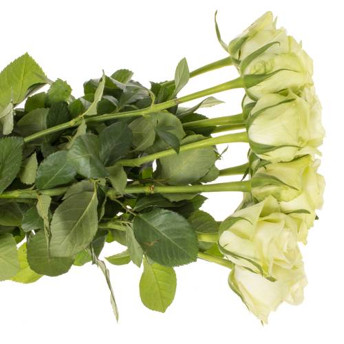 Rose hell grün Noelle 50cm Fairtrade