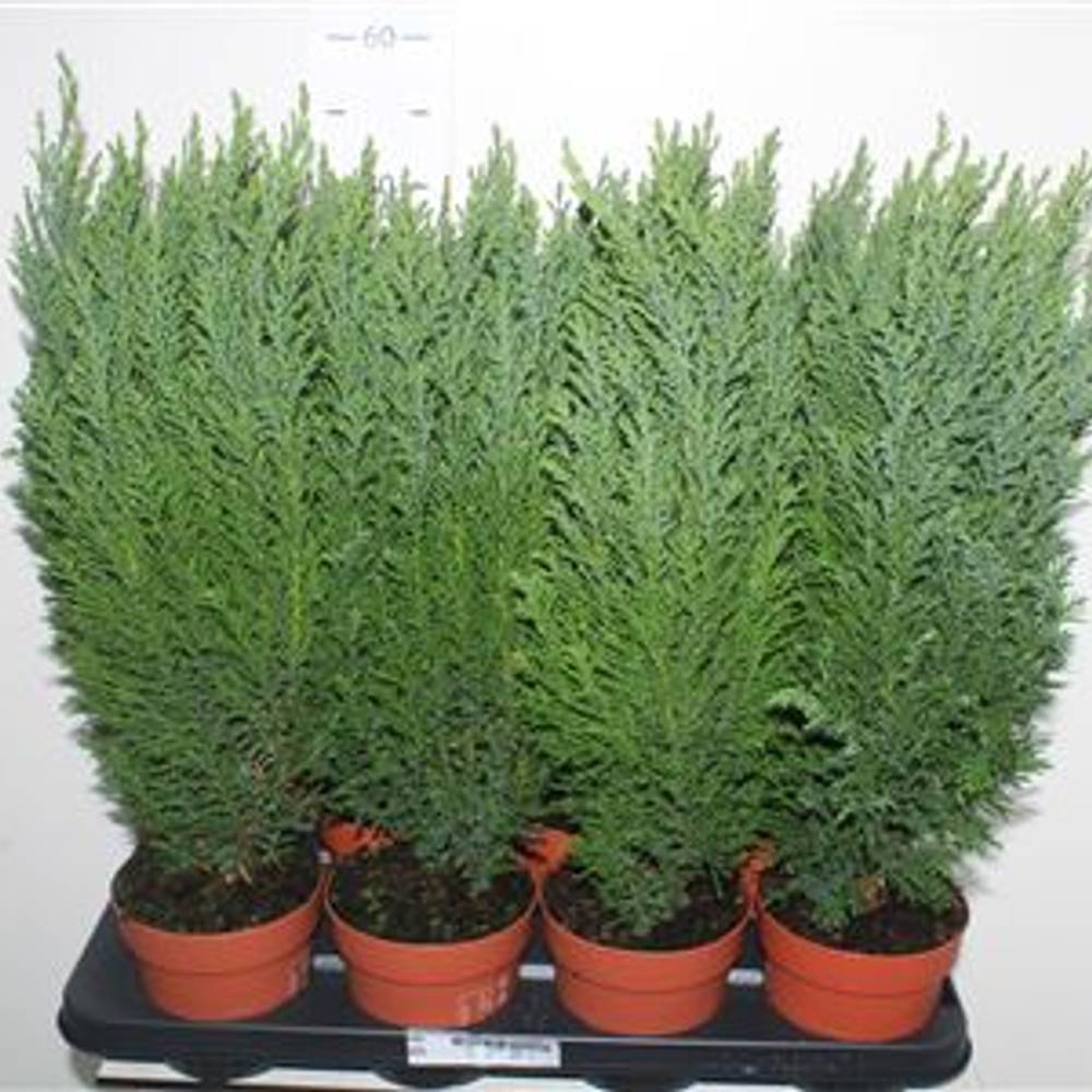 Chamaecyparis Ellwoodii Schnäpch. V T13 H045