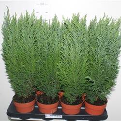 Chamaecyparis Ellwoodii Schnäpch. V T13 H045