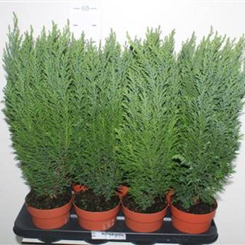 Chamaecyparis Ellwoodii Schnäpch. V T13 H045