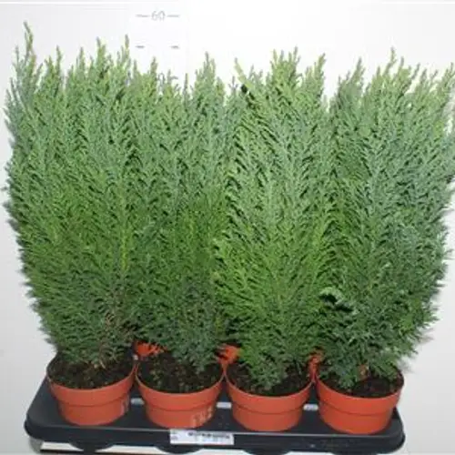 Chamaecyparis Ellwoodii Schnäpch. V T13 H045