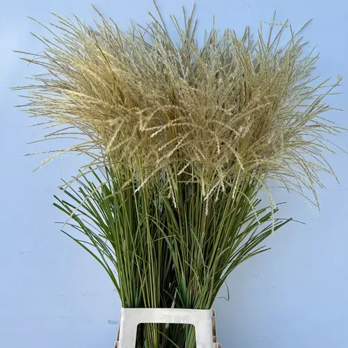 Ziergras gelb/creme Miscanthus White 100cm