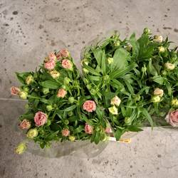 Ranunkel apricot / rosa Butterfly Ariadne 50cm