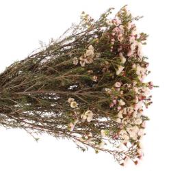 Wachsflower creme Moonlight Delight 45 Gramm 60cm