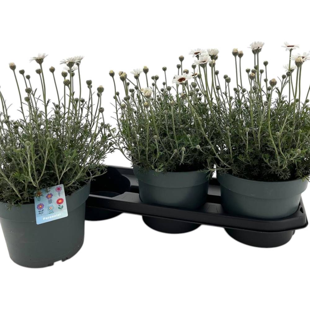 Rhodanthemum weiss Casablanca T19 H035