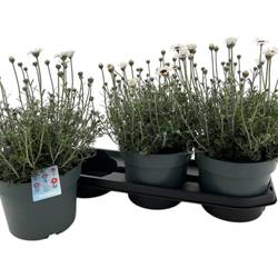 Rhodanthemum weiss Casablanca T19 H035