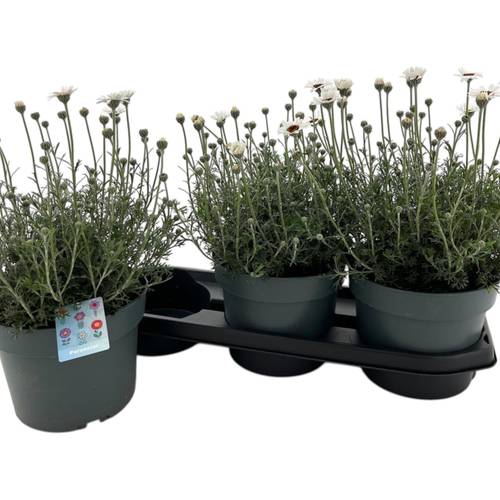 Rhodanthemum weiss Casablanca T19 H035