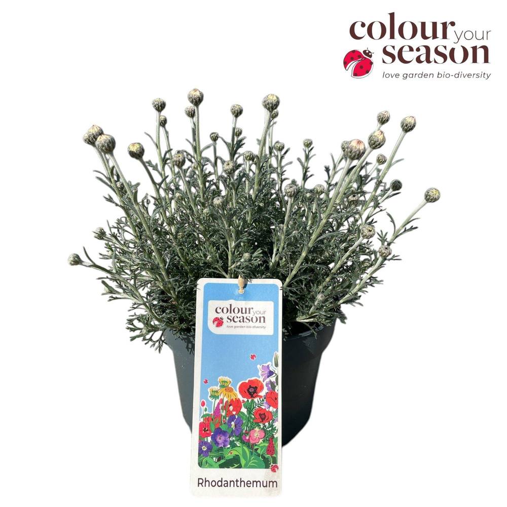 Rhodanthemum weiss Casablanca T19 H035