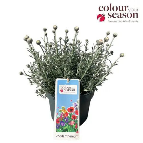 Rhodanthemum weiss Casablanca T19 H035