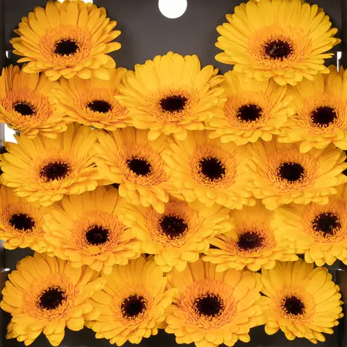 Germini gelb Delmonte