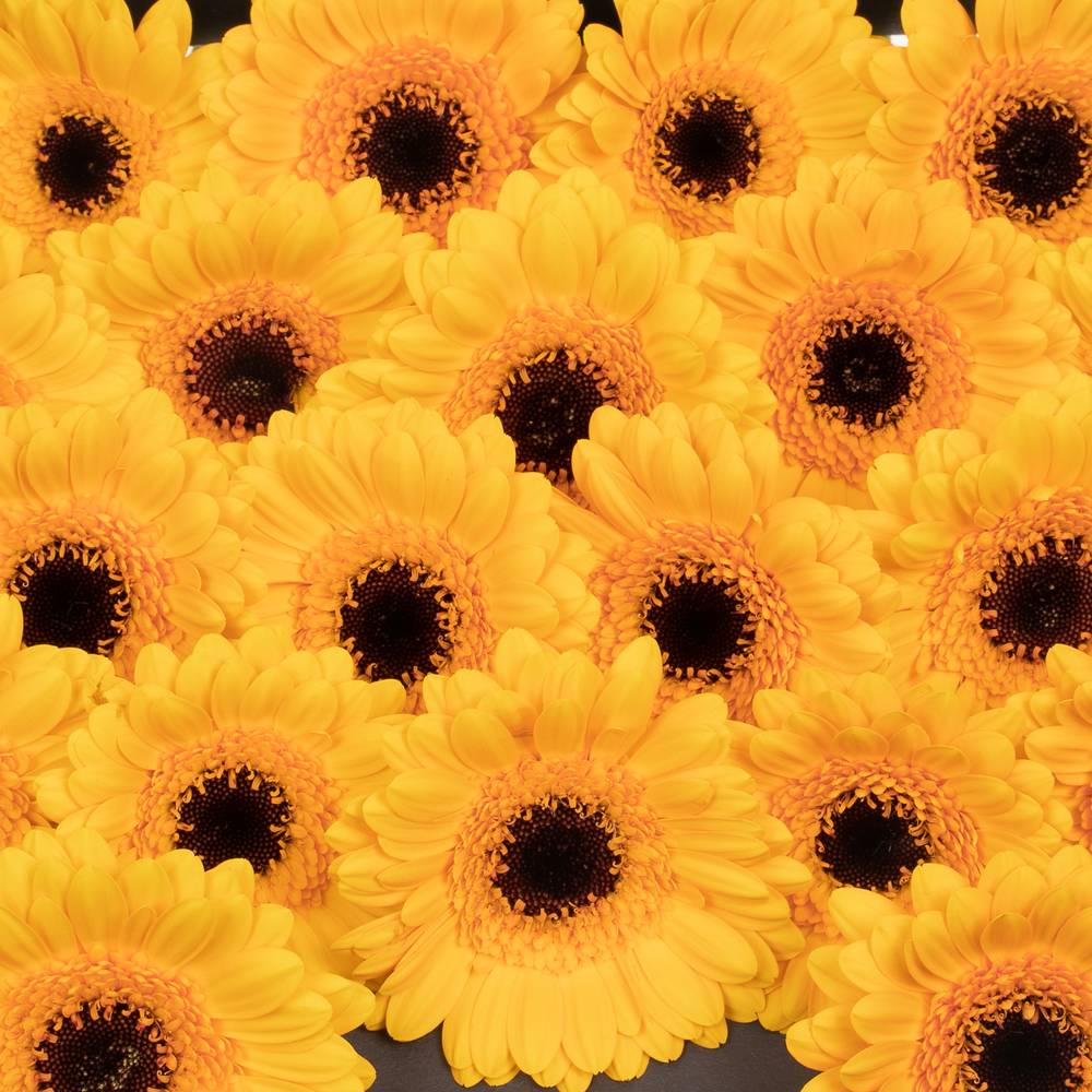 Germini gelb Delmonte