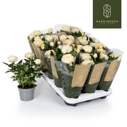 Rose Kordana apricot Grande Belami T10,5 H027