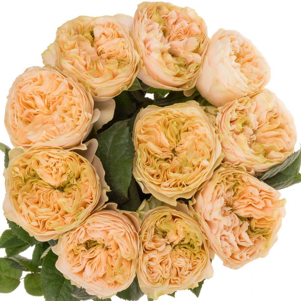 Rose apricot Bridgerton gefüllt 40cm