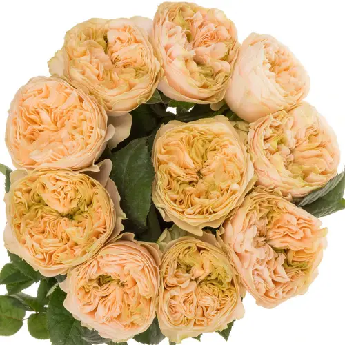 Rose apricot Bridgerton gefüllt 40cm