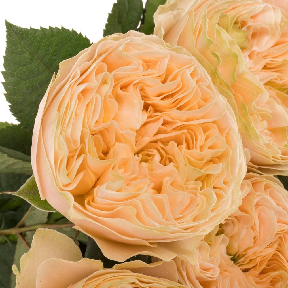 Rose apricot Bridgerton gefüllt 40cm