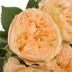 Rose apricot Bridgerton gefüllt 40cm