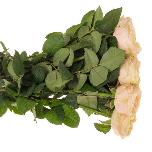 Rose apricot Bridgerton gefüllt 40cm