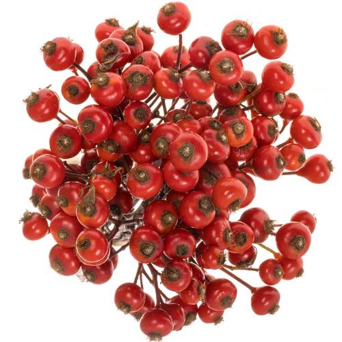 Hagebutte rot Hooijdonk 70cm