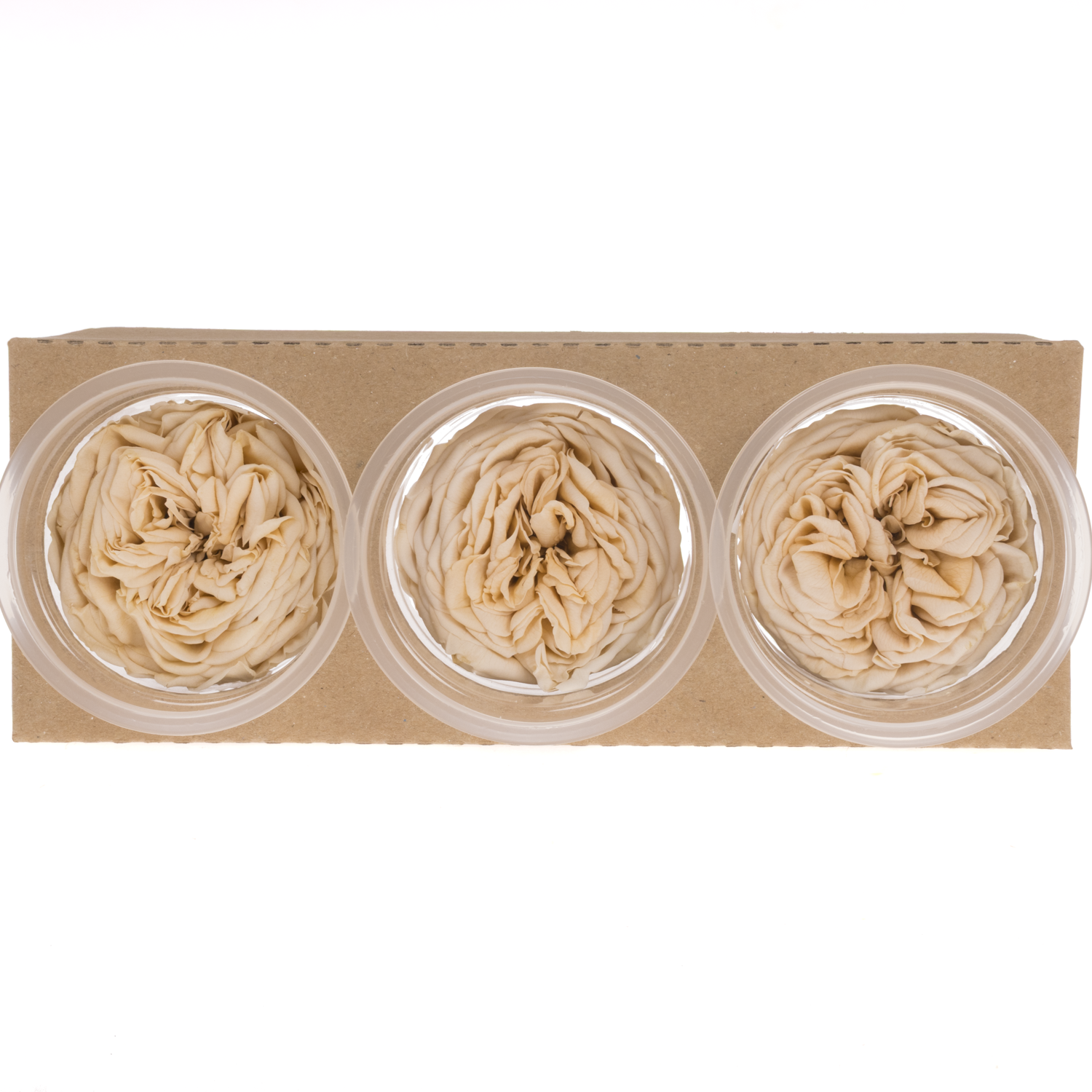 Präparierte Rose Garten champagner Cha-01