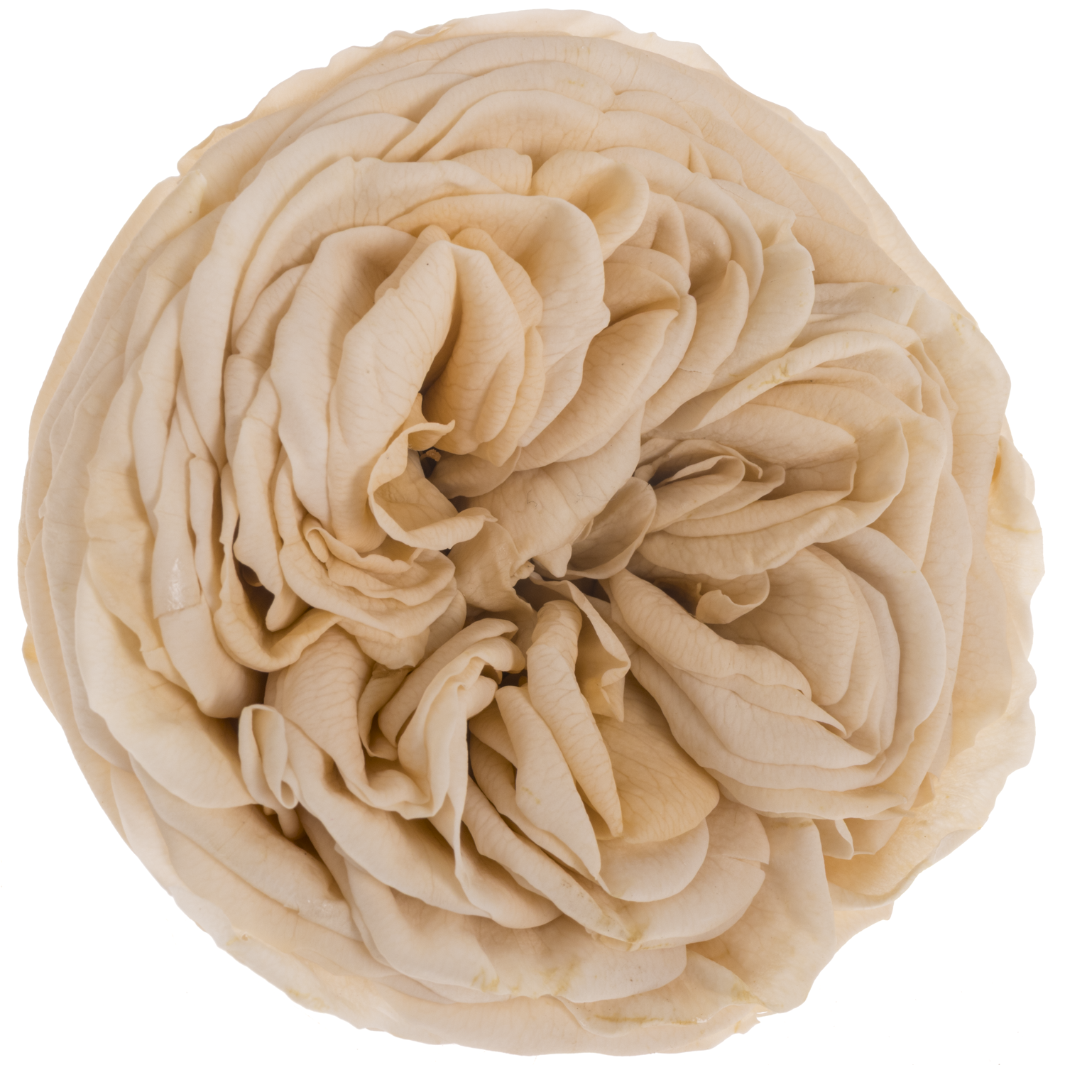 Präparierte Rose Garten champagner Cha-01