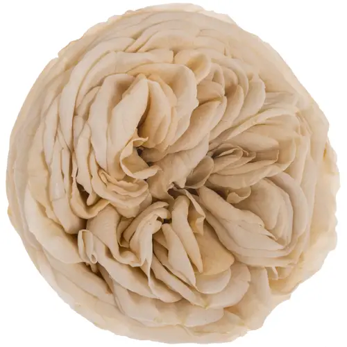 Präparierte Rose Garten champagner Cha-01