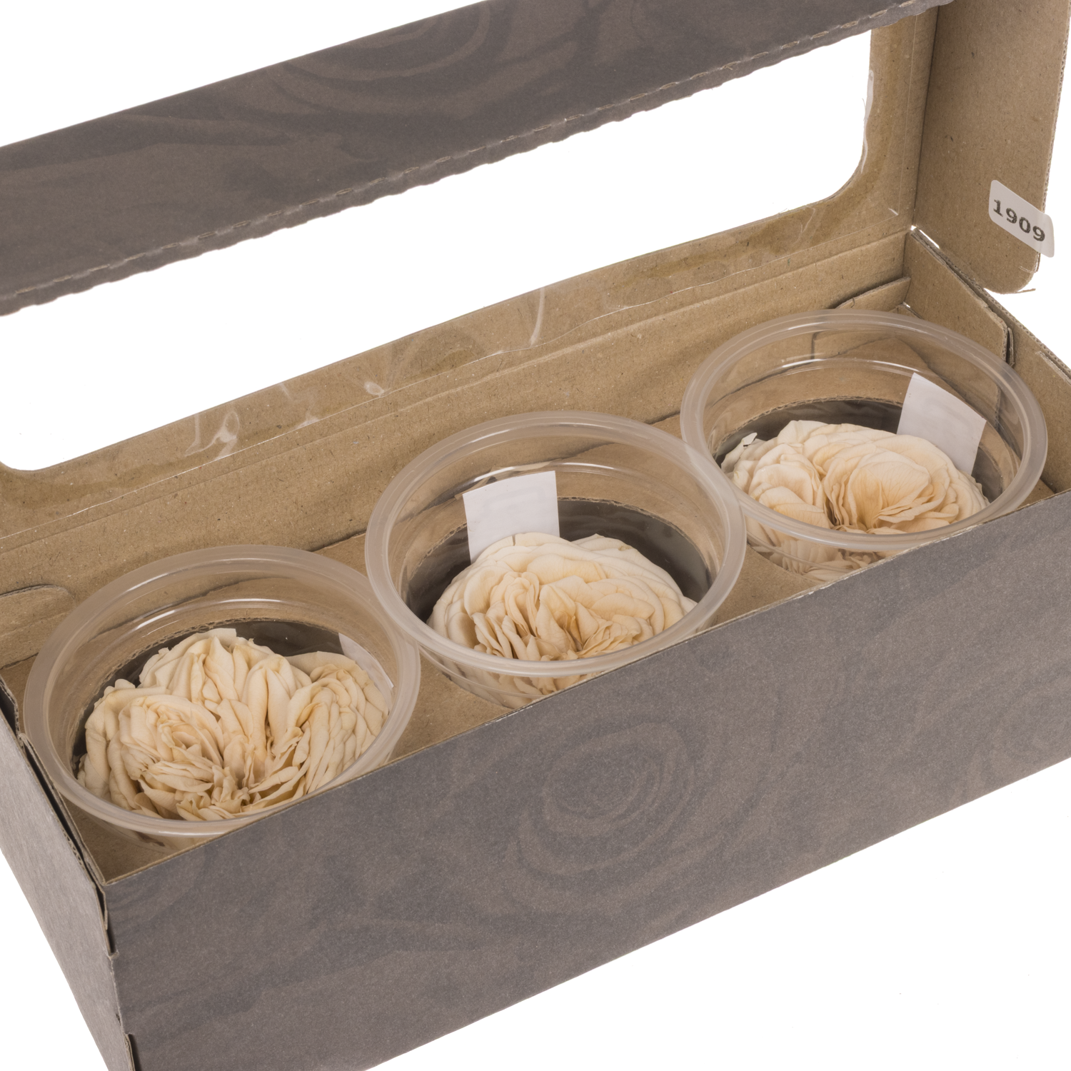 Präparierte Rose Garten champagner Cha-01