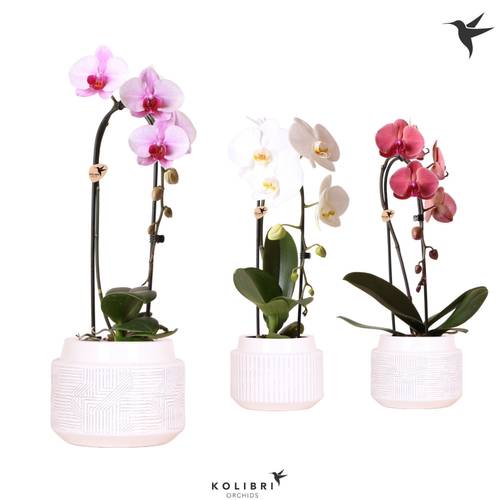 Phal.1-R mix Niagara Fall im Maze Topf T12 H050